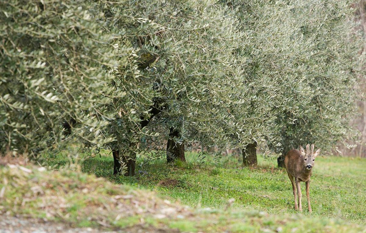 הוילה La Casa Di Chianni La Pieve 2 מראה חיצוני תמונה